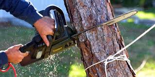 Best Lawn Maintenance Plans  in Ponderosa Pine, NM
