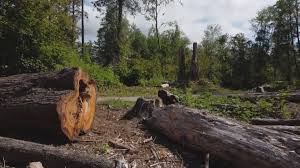  Ponderosa Pine, NM Tree Removal Pros