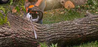 Lawn Drainage Solutions in Ponderosa Pine, NM