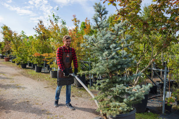 Best Lawn Disease Treatment  in Ponderosa Pine, NM